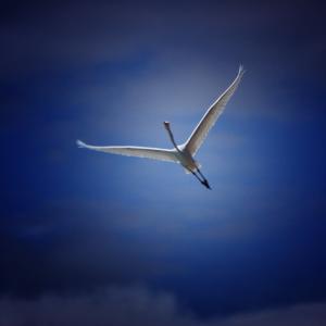 Profile picture for user nona